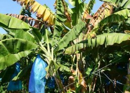 大香蕉国产片,国产影视的激情演绎与时代印记