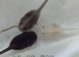 国产蝌蚪网,探索创新科技，引领未来生活新潮流